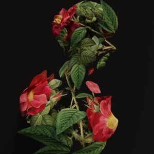 Disconancy Epichorion